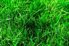 绿色新鲜的草象征新鲜自然亮度色调颜色特写镜头视图