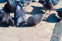 城市鸽子战斗一块面包主要广场城市色彩斑斓的鸟
