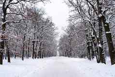 路房子冬天森林树白色雪圣诞节时间锋利的照片