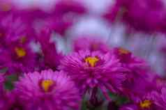 紫色的菊花模糊背景软焦点艺术的想法