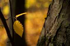 黄色的秋天叶森林公园黄色的模糊秋天背景特写镜头视图