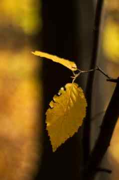 黄色的秋天叶森林公园黄色的模糊秋天背景特写镜头视图