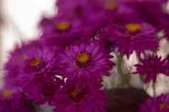 紫色的菊花模糊背景软焦点艺术的想法