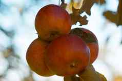 成熟的苹果分支农业水果花园阳光吻水果收获季节
