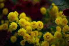 黄色的菊花模糊背景软焦点艺术的想法