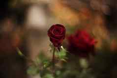 完美的美丽的色调红色的玫瑰花园特写镜头视图背景模糊