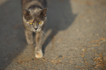 喜怒无常的<strong>无家可归</strong>的人灰色的猫大城市猫走沥青猫<strong>无家可归</strong>的人