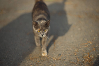 喜怒无常的无家可归的人灰色的猫大城市猫走沥青猫无家可归的人