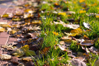 秋天走路叶子抑制绿色草橙色叶子特写镜头视图模糊背景