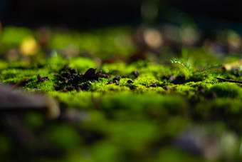 色调绿色莫斯黑色的地面湿地面软莫斯