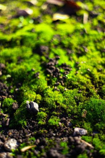 色调绿色莫斯黑色的地面湿地面软莫斯