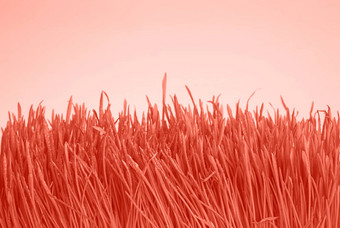 珊瑚粉红色的健美的新鲜的草滴露珠