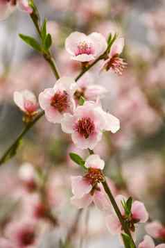 桃子花朵转自然白色