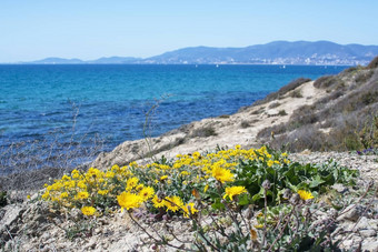 黄色的野花开花蓝色的海洋马略卡岛