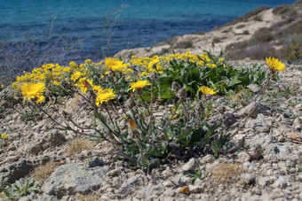 黄色的野花开花蓝色的海洋马略卡岛