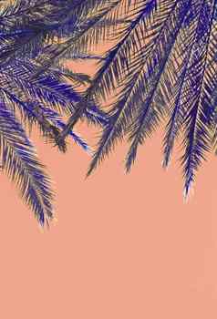 棕榈树叶子前颜色生活珊瑚