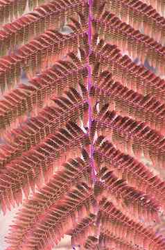 蕨类植物叶子宏健美的生活珊瑚