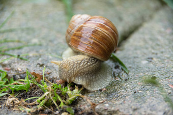 可食用的蜗牛罗马蜗牛勃艮第蜗牛埃斯卡戈特草
