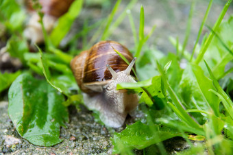 可食用的<strong>蜗牛</strong>罗马<strong>蜗牛</strong>勃艮第<strong>蜗牛</strong>埃斯卡戈特草