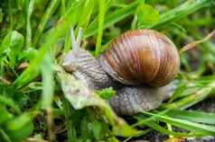 可食用的蜗牛罗马蜗牛勃艮第蜗牛埃斯卡戈特草