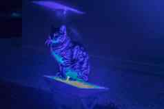 猫坐着蓝色的霓虹灯光突出了