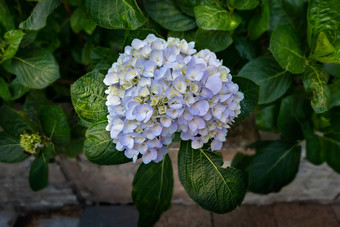 蓝色的绣球花绣球花花