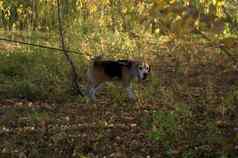 巴塞特猎犬小狗走图片白天温暖的秋天晚上