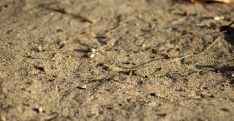 宏蜈蚣移动沙子下降叶子图片白天温暖的秋天晚上