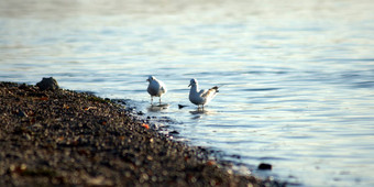 <strong>海鸥</strong>海岸河卵石站水<strong>图片</strong>白天温暖的秋天晚上