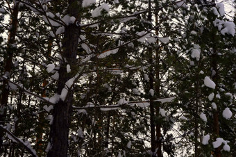 西伯利亚泰加林冬天混合森林松柏科的落叶树覆盖雪图片自然光