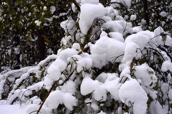 西伯利亚泰加林冬天混合森林松柏科的<strong>落叶</strong>树覆盖雪<strong>图片</strong>自然光