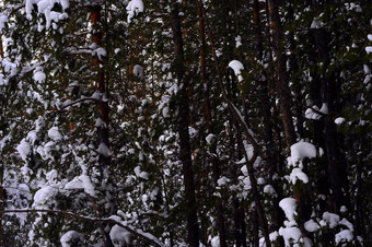 西伯利亚泰加林冬天混合森林松柏科的<strong>落叶</strong>树覆盖雪<strong>图片</strong>自然光