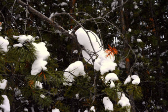 西伯利亚泰加林冬天混合森林松柏科的落叶树覆盖雪图片自然光