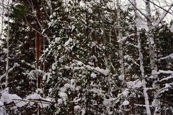 西伯利亚泰加林冬天混合森林松柏科的落叶树覆盖雪图片自然光