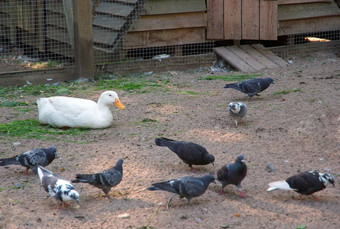 poultry-yard