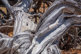 扭曲的树阀杆亚迪溪角范围国家公园澳大利亚