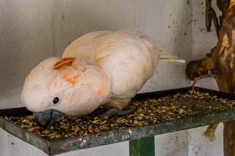 特写镜头粉红色的凤头鹦鹉吃种子动物喂养热带鸟澳大利亚受欢迎的宠物养鸟
