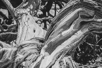 扭曲的树阀杆黑色的白色亚迪溪角范围国家公园澳大利亚