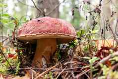 可食用的牛肝菌属Edulis蘑菇一分钱好王牛肝菌生长松森林图像
