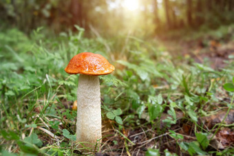 美丽的蘑菇莱奇纳姆橙色桦木牛肝菌日益增长的森林日出图像