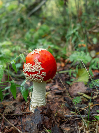 小蘑菇安妮塔飞木耳生长森林垂直图像