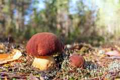 美丽的蘑菇牛肝菌属Edulis一分钱好成长松森林日出图像