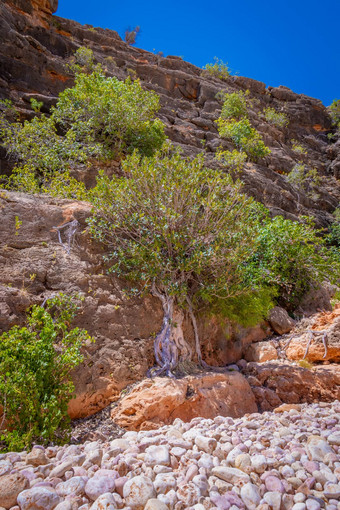 树日益增长的悬崖馒头馒头喉咙干季节角范围国家公园澳大利亚