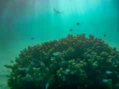 珊瑚礁鱼珊瑚角范围国家公园关闭exmouth澳大利亚