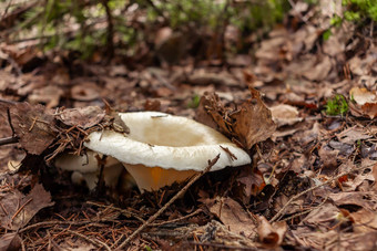 可食用的森林蘑菇乳菇属resimus乳白色的杯生长森林叶垃圾泡菜被认为是美味俄罗斯乌克兰