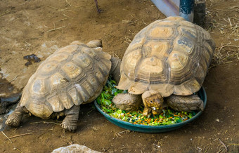 乌龟坐着喂养碗吃蔬菜土地乌龟喂养宠物护理