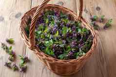 新鲜的紫色的dead-nettle花篮子