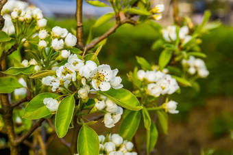 宏特写镜头白色玫瑰布鲁姆春天梨树水果培养有机园艺