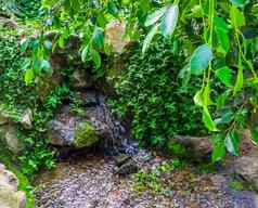 小瀑布热带花园绿色叶子装饰后院自然背景
