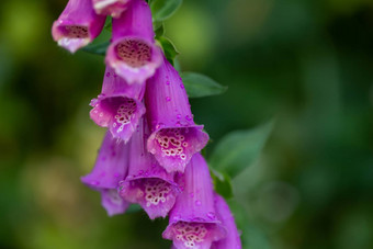 特写镜头淡紫色开<strong>花水</strong>滴